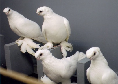 Обзор иранских бойных голубей: их описание, видео и фото